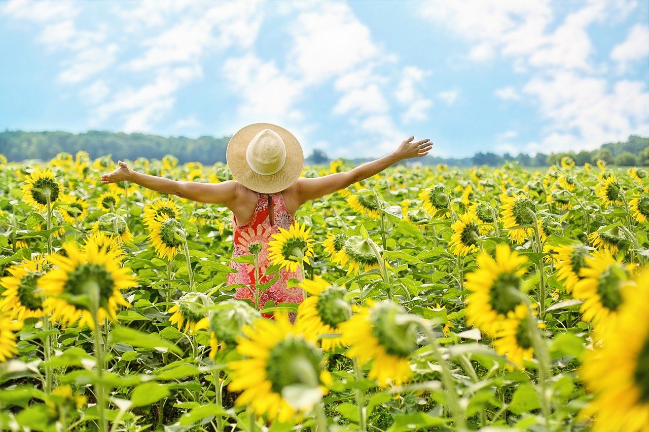 sunflowers, sunflower field, woman-3640938.jpg